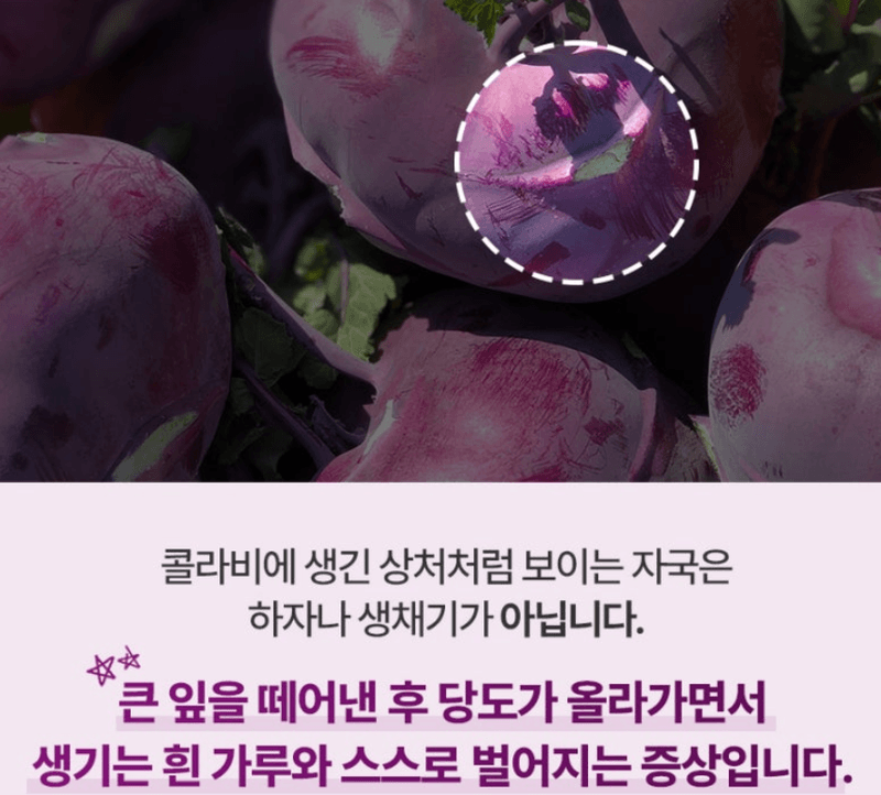 스피드번님의 장터 판매 상품 [제주 프리미엄 콜라비] 첨부 사진