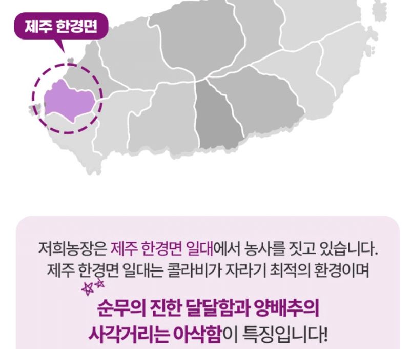 스피드번님의 장터 판매 상품 [제주 프리미엄 콜라비] 첨부 사진