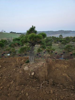 작은소나무님의 자유주제 · 사진전 작성글 사진