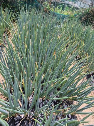 귤19190님의 작성글 사진