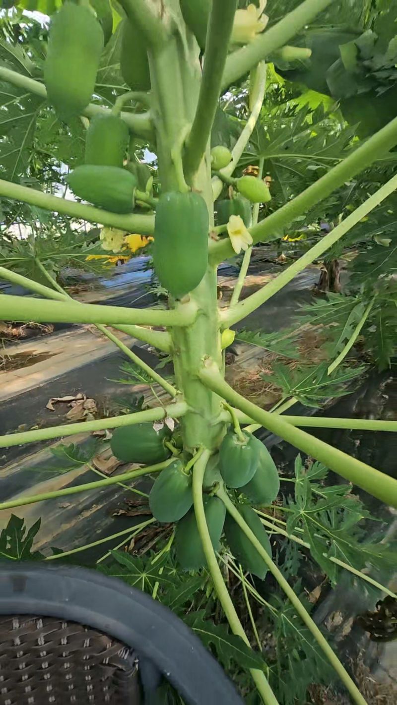 플럼코트 님의 장터 판매 상품 [그린파파야 2kg] 첨부 사진