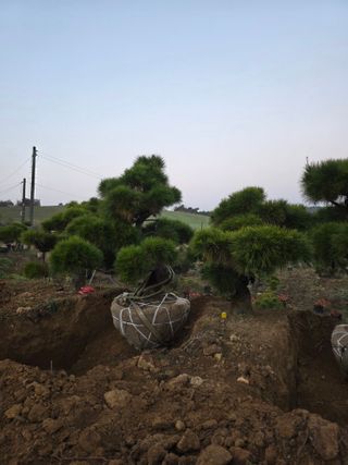 작은소나무님의 자유주제 · 사진전 작성글 사진