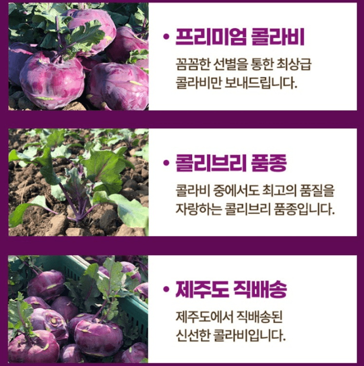 스피드번님의 장터 판매 상품 [제주 프리미엄 콜라비] 첨부 사진