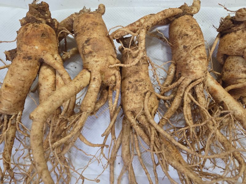 장터 상품 [6년근 인삼 750g 중급] 썸네일