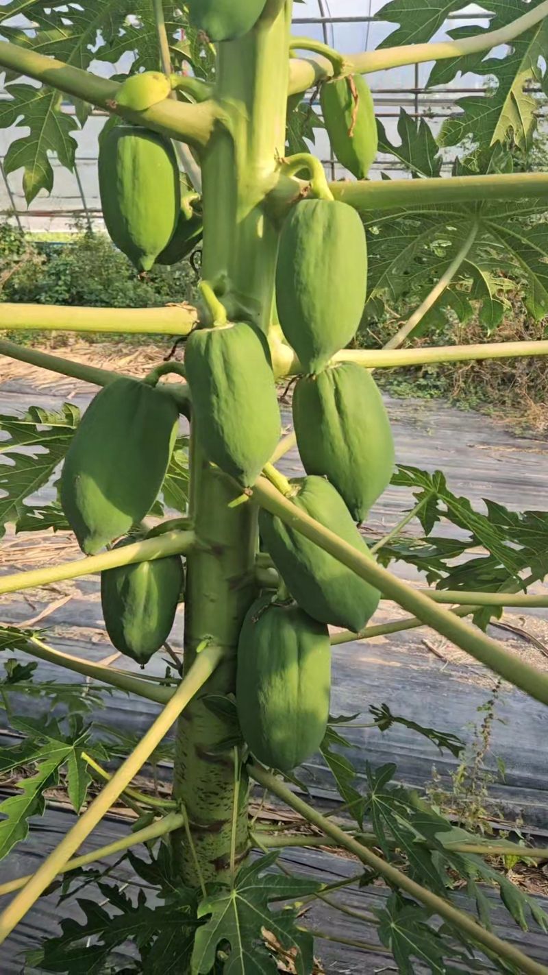 장터 상품 [그린파파야 2kg] 썸네일