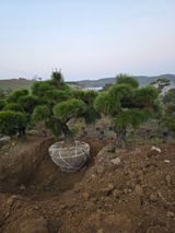 팜모닝 자유주제·사진전 게시글 이미지