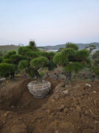 작은소나무님의 자유주제 · 사진전 작성글 사진