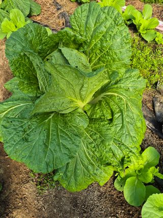 허굴산농장님의 자유주제 · 자유게시판 작성글 사진