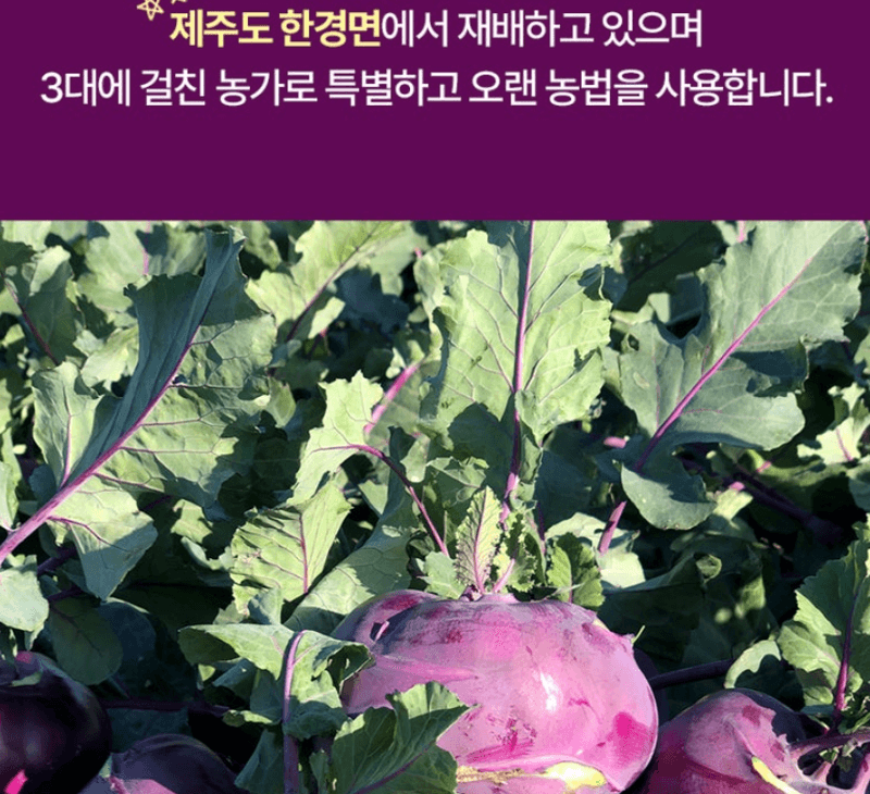 스피드번님의 장터 판매 상품 [제주 프리미엄 콜라비] 첨부 사진