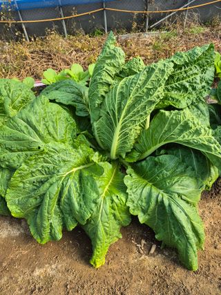 허굴산농장님의 자유주제 · 자유게시판 작성글 사진