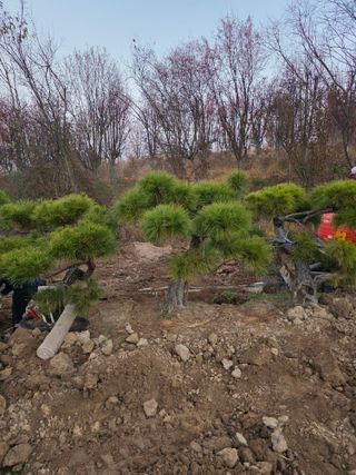 작은소나무님의 자유주제 · 사진전 작성글 사진