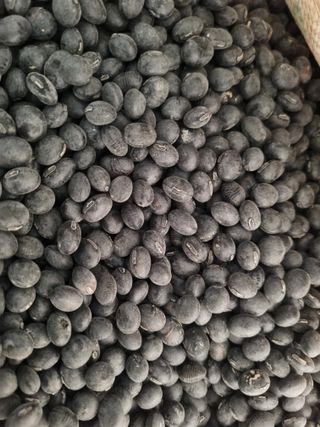 논산푸른팜님의 작성글 사진