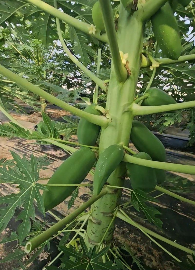 플럼코트 님의 장터 판매 상품 [그린파파야 2kg] 첨부 사진