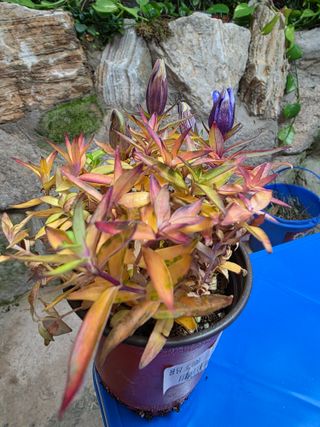 달맛햇복숭아농원님의 자유주제 · 사진전 작성글 사진