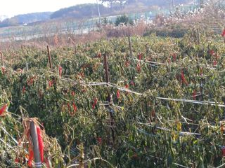 홍순오님의 자유주제 · 자유게시판 작성글 사진