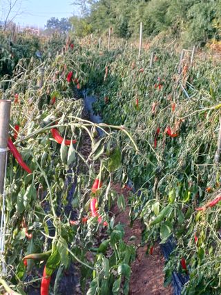 홍순오님의 자유주제 · 자유게시판 작성글 사진