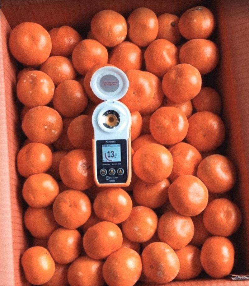 장터 상품 [고당도 감귤 10kg(무료배송)] 썸네일