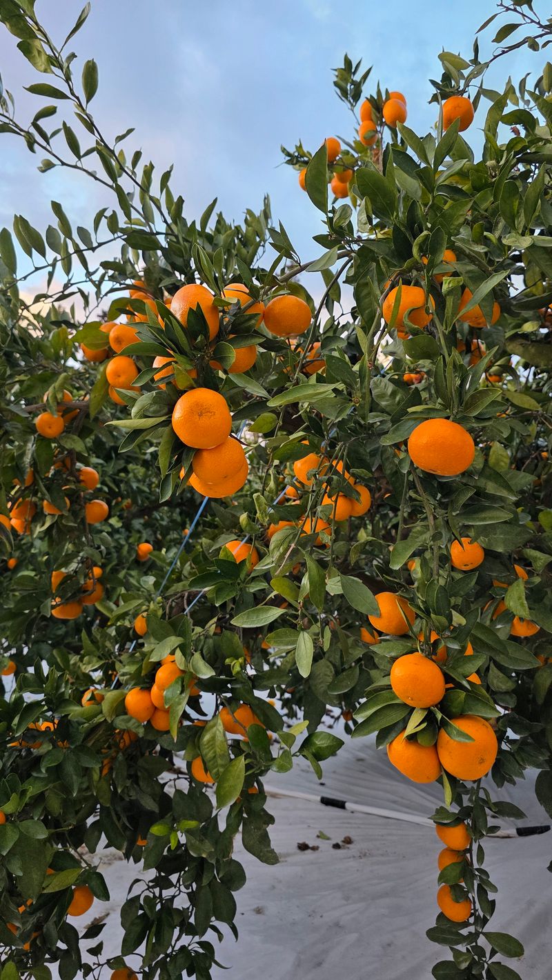 장터 상품 [타이벡 조생귤 10kg 주스용] 썸네일