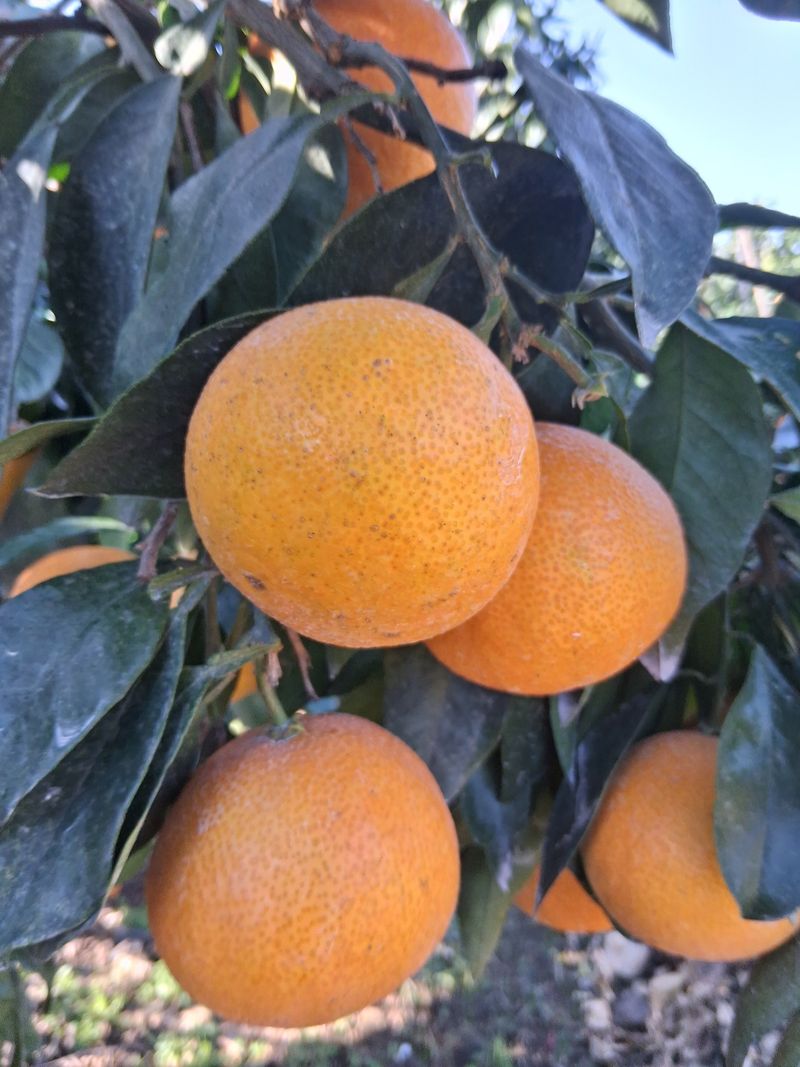 성소영 님의 장터 판매 상품 [황금향 할인판매합니다 ] 첨부 사진