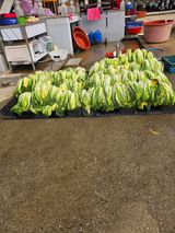 팜모닝 자유주제·자유게시판 게시글 이미지