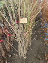 일심묘목농원님의 자유주제·자유게시판 작성글 사진