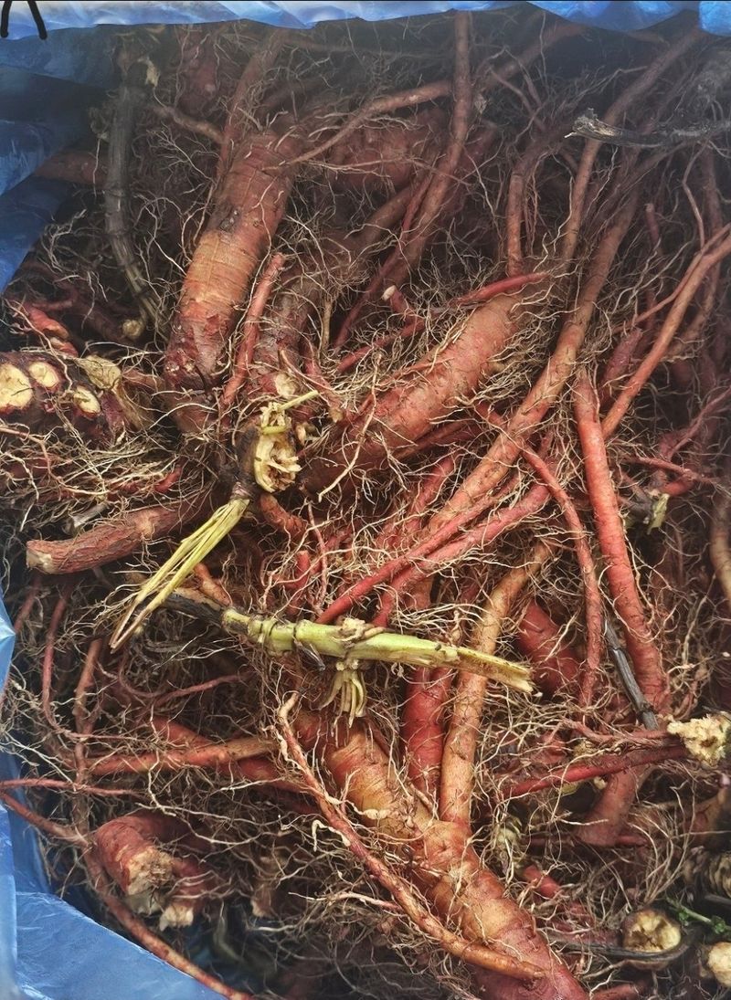 박동현님의 장터 판매 상품 [단삼 뿌리 (종근용)] 첨부 사진