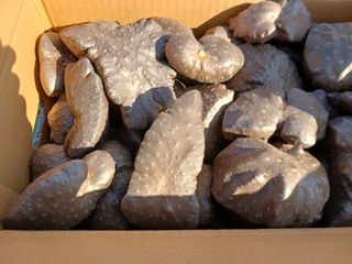 꿈꾸는텃밭님의 작성글 사진