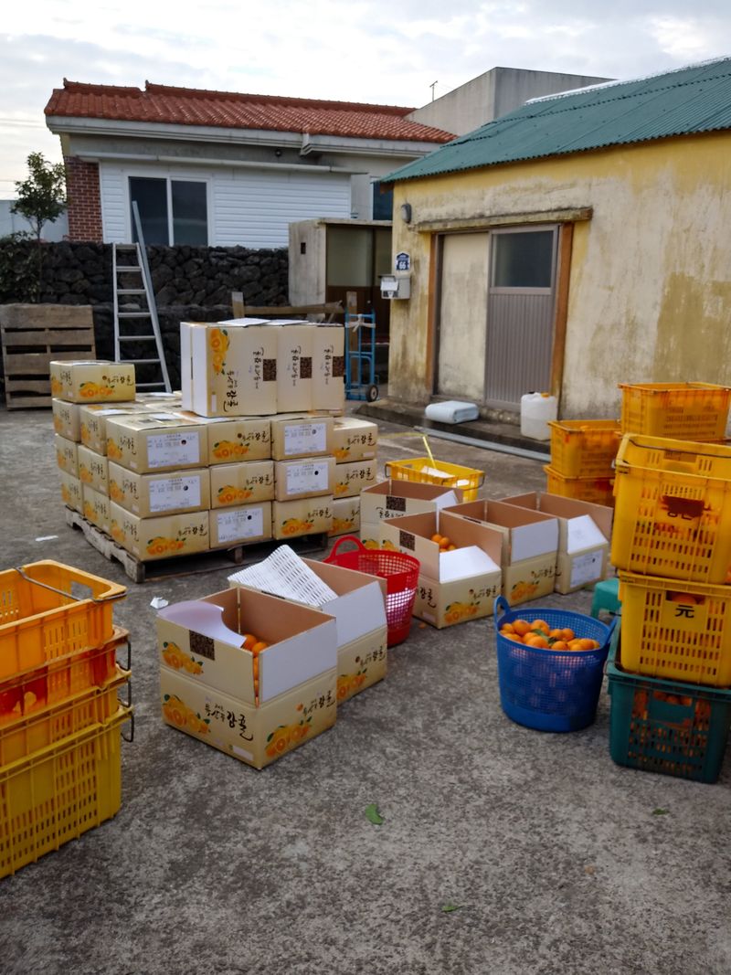 성소영 님의 장터 판매 상품 [황금향 할인판매합니다 ] 첨부 사진