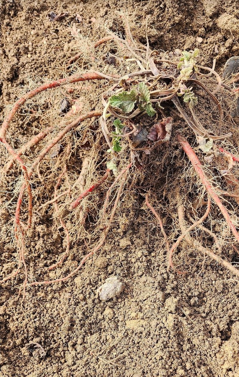박동현님의 장터 판매 상품 [단삼 뿌리 (종근용)] 첨부 사진