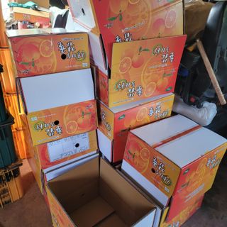 서귀포달코롬감귤농원님의 귤 · 수확 작성글 사진