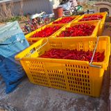 팜모닝 자유주제·자유게시판 게시글 이미지