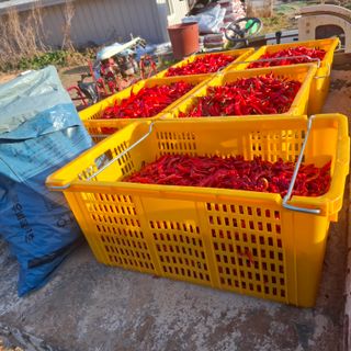 오영도님의 자유주제 · 자유게시판 작성글 사진