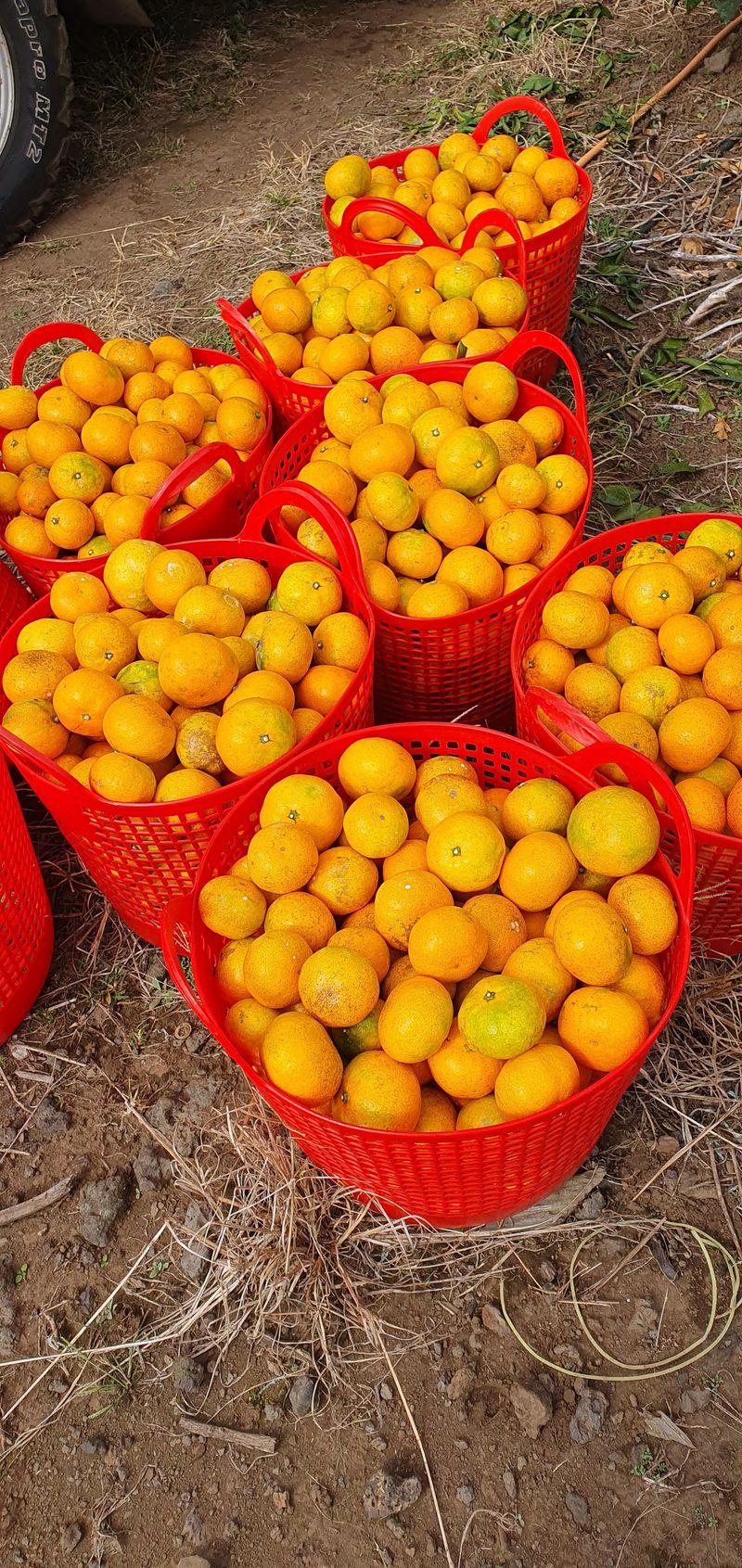 성소영 님의 장터 판매 상품 [황금향 할인판매합니다 ] 첨부 사진
