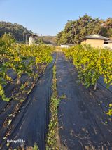 팜모닝 · 게시글 이미지