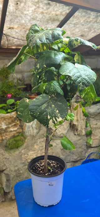 달맛햇복숭아농원님의 자유주제 · 사진전 작성글 사진