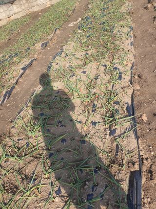 옥천서화농님의 자유주제 · 자유게시판 작성글 사진