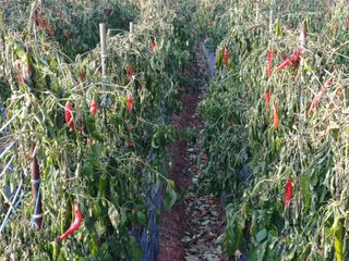 홍순오님의 자유주제 · 자유게시판 작성글 사진