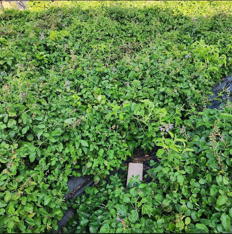 박동현님의 장터 판매 상품 [단삼 뿌리 (종근용)] 첨부 사진