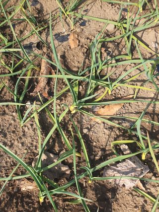 옥천서화농님의 자유주제 · 자유게시판 작성글 사진