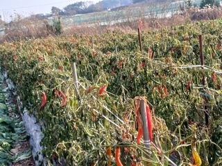 홍순오님의 자유주제 · 자유게시판 작성글 사진