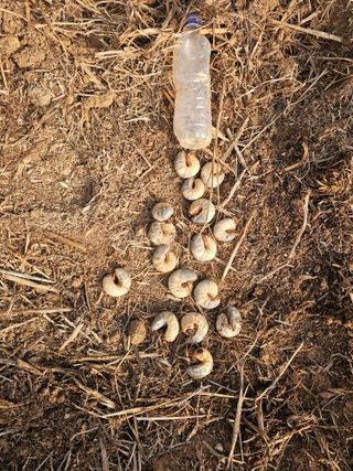 황금알대박농원!님의 자유주제 · 사진전 작성글 사진