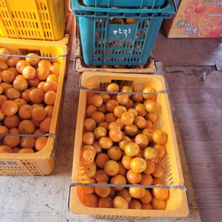 서귀포달코롬감귤농원님의 귤 · 수확 작성글 사진