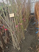 일심묘목농원님의 자유주제·자유게시판 작성글 사진