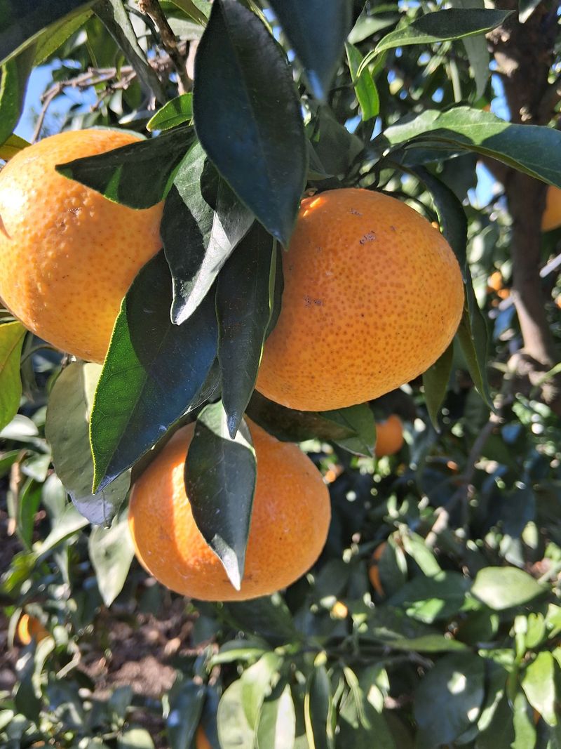 성소영 님의 장터 판매 상품 [황금향 할인판매합니다 ] 첨부 사진