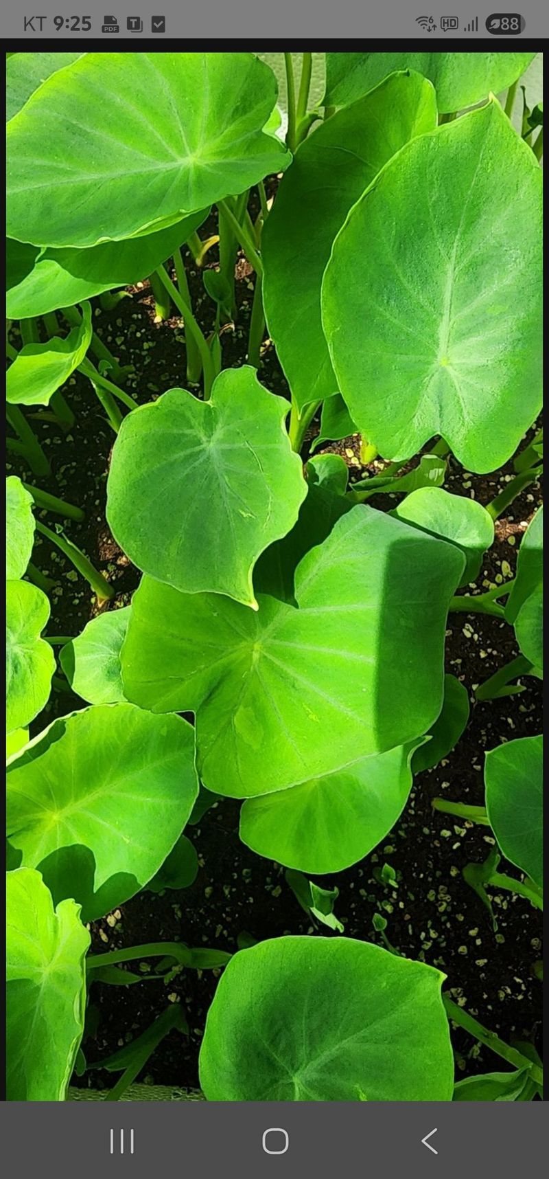 장터 상품 [왕토란 모종예약판매 ] 썸네일