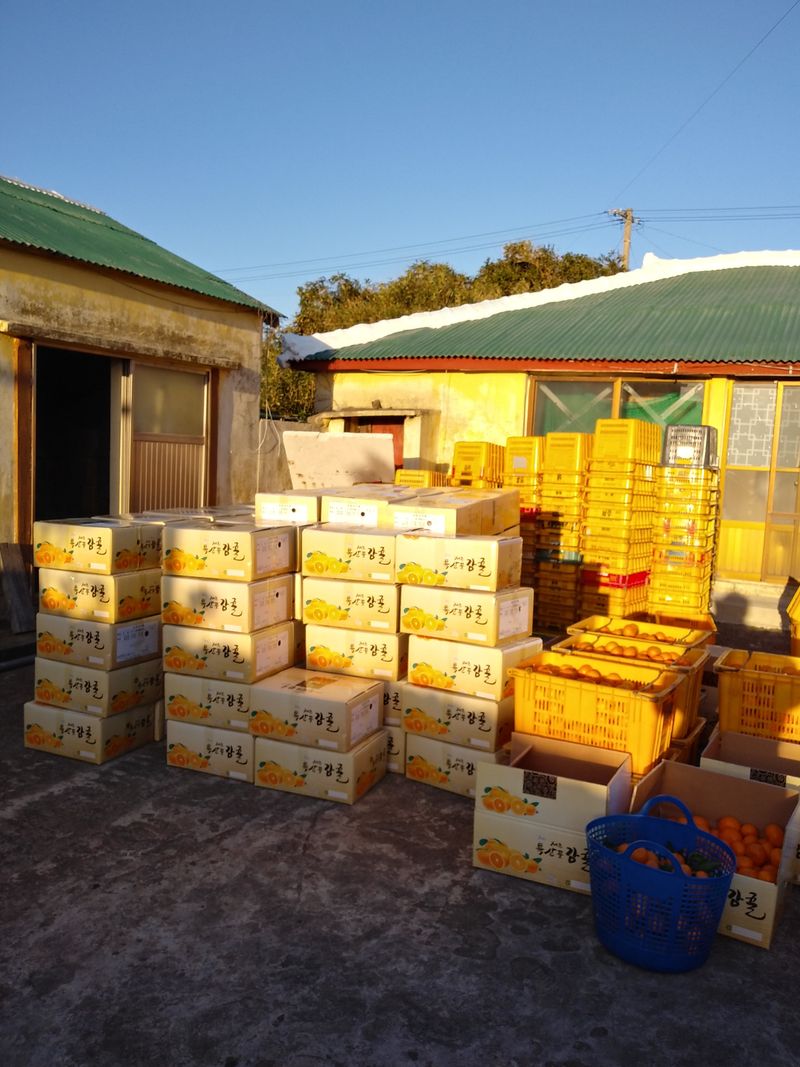 성소영 님의 장터 판매 상품 [황금향 할인판매합니다 ] 첨부 사진