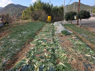 정정치님의 자유주제 · 자유게시판 작성글 사진