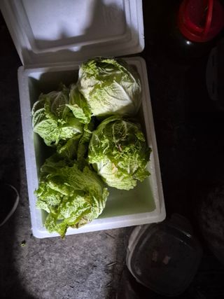 귤19190님의 작성글 사진