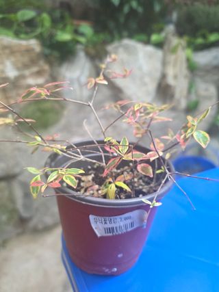 달맛햇복숭아농원님의 자유주제 · 사진전 작성글 사진