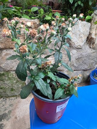 달맛햇복숭아농원님의 자유주제 · 사진전 작성글 사진